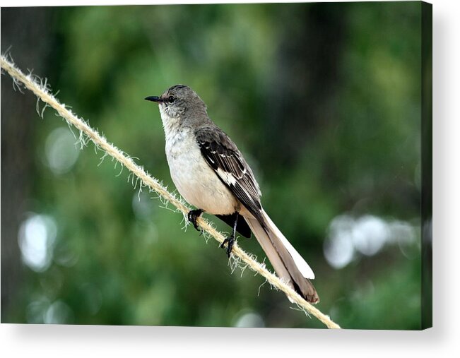 Nature Acrylic Print featuring the photograph Mockingbird on Rope by Sheila Brown