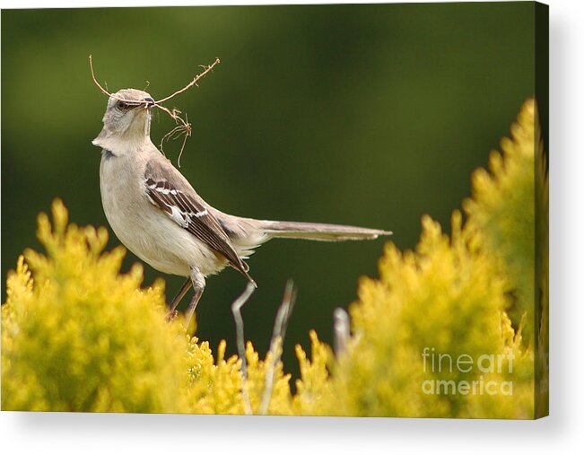 Mockingbird Acrylic Print featuring the photograph Mockingbird Perched With Nesting Material by Max Allen