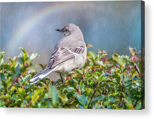 Mockingbird Acrylic Print featuring the photograph Mockingbird Rainbow by Cathy Kovarik