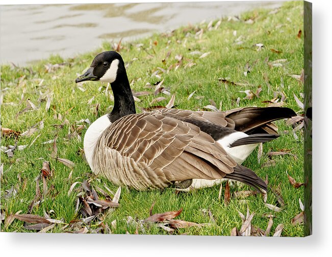 Goose Acrylic Print featuring the photograph Modest Beauty by Elena Perelman