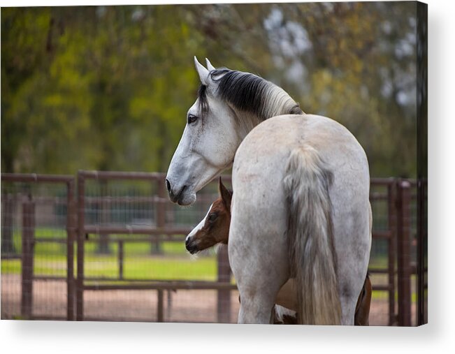 Equine Acrylic Print featuring the photograph Mom and Baby by Sharon Jones