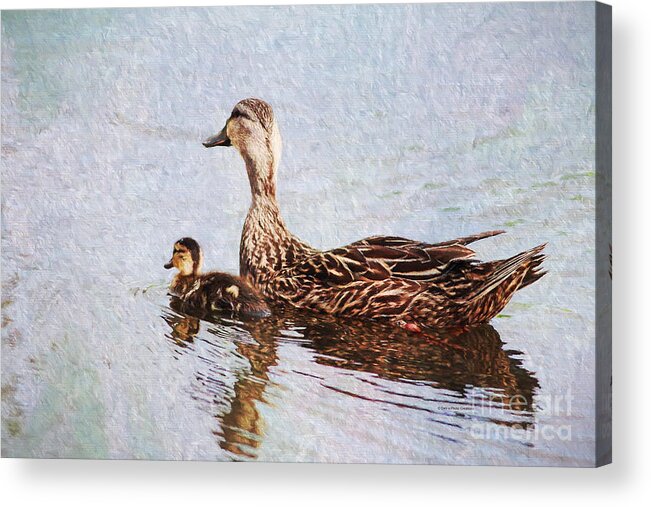 Duck Acrylic Print featuring the photograph Mom and Little One by Deborah Benoit