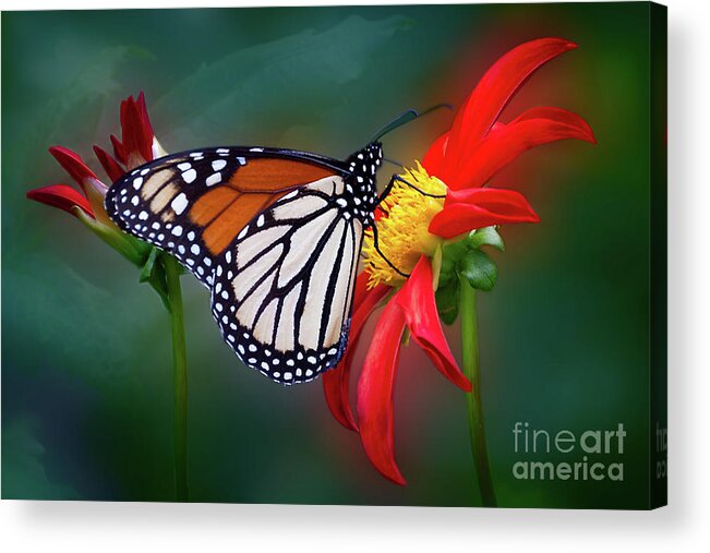 Flower Acrylic Print featuring the photograph Monarach Butterfly Enjoying Some Dahlia Nectar by Ann Jacobson
