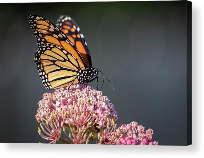 Monarch Butterfly Acrylic Print featuring the photograph Monarch 2018-6 by Thomas Young