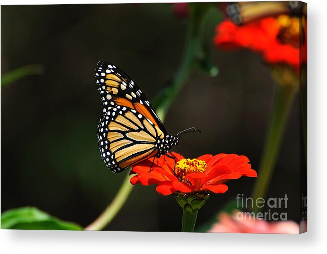 Monarch Butterfly Acrylic Print featuring the photograph Monarch 6 by Edward Sobuta