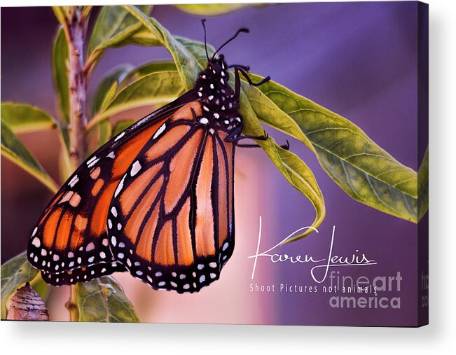 Butterfly Acrylic Print featuring the photograph Monarch Beauty by Karen Lewis