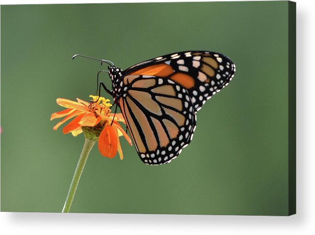 Monarch Acrylic Print featuring the photograph Monarch by Ben Foster