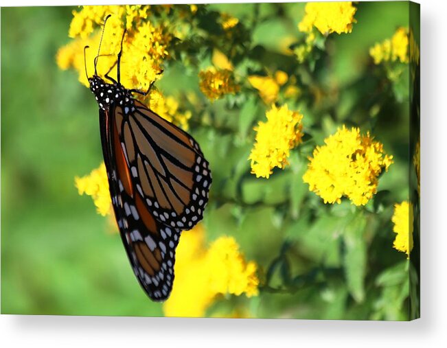 Monarch Butterfly Acrylic Print featuring the photograph Monarch Butterfly II by Carol Montoya