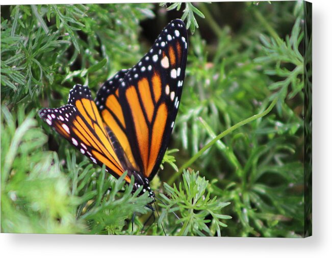 Monarch Butterfly Acrylic Print featuring the photograph Monarch Butterfly In Lush Leaves by Colleen Cornelius