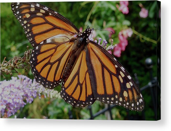 Monarch Butterfly Acrylic Print featuring the photograph Monarch Butterfly by Melinda Saminski