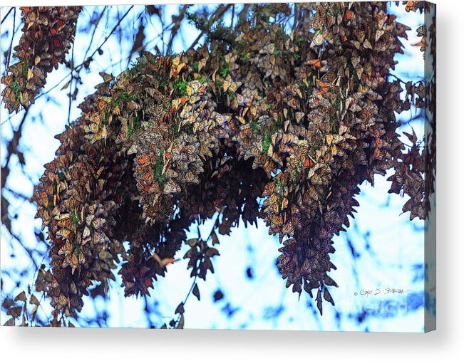 Butterflies Acrylic Print featuring the photograph Monarch Butterfly Migration by Craig J Satterlee