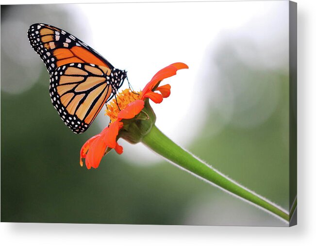 Butterfly Acrylic Print featuring the photograph Monarch Landing by Mary Anne Delgado