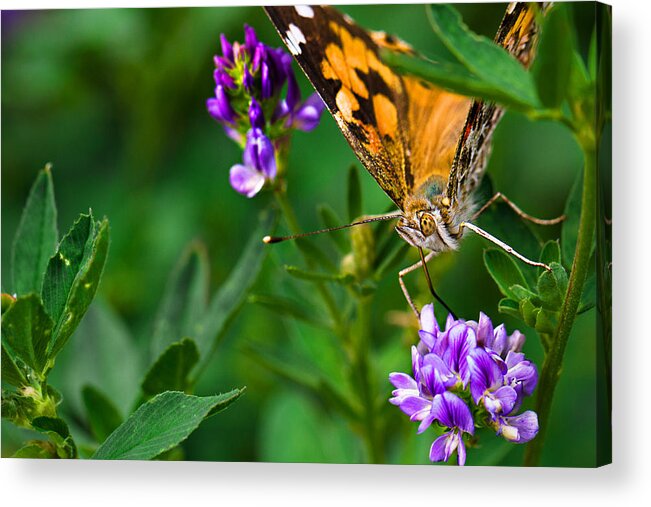 Monarch Butterfly Acrylic Print featuring the photograph Monarch by Marlo Horne