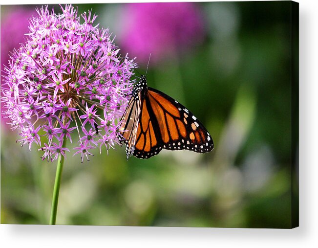 Monarch Acrylic Print featuring the photograph Monarch on Allium by Brook Burling