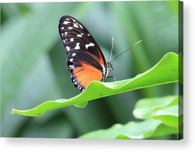 Monarch Butterfly Acrylic Print featuring the photograph Monarch on Green Leaf by Angela Murdock