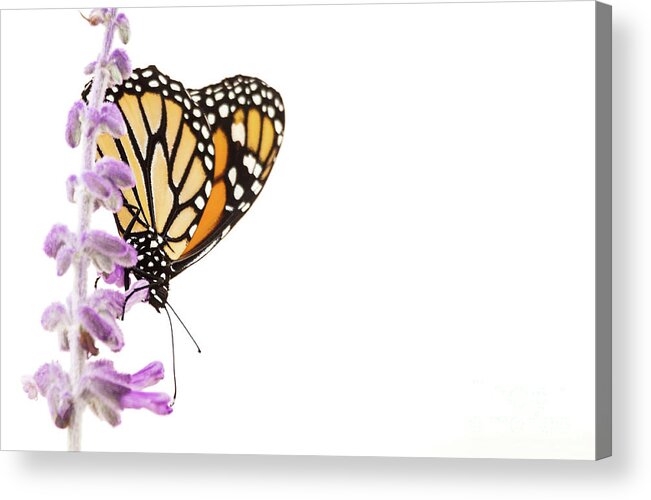 Monarch Acrylic Print featuring the photograph Monarch on lavender by Ruth Jolly