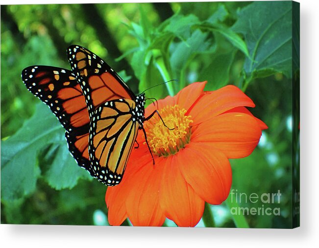 Monarch Acrylic Print featuring the photograph Monarch on Mexican Sunflower by Nicole Angell