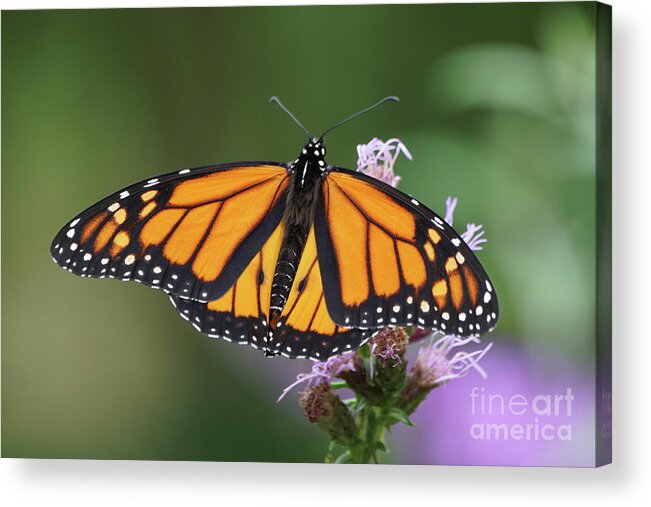 Monarch Butterfly Acrylic Print featuring the photograph Monarch on Spiked Blazing Star by Robert E Alter Reflections of Infinity