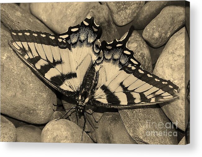  Acrylic Print featuring the photograph Monarch by Rob Moser