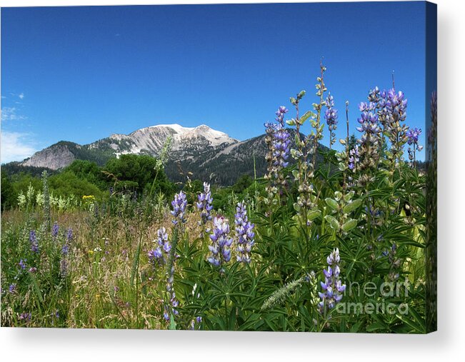 Flowers Acrylic Print featuring the photograph Mammoth Meadow  by Brandon Bonafede