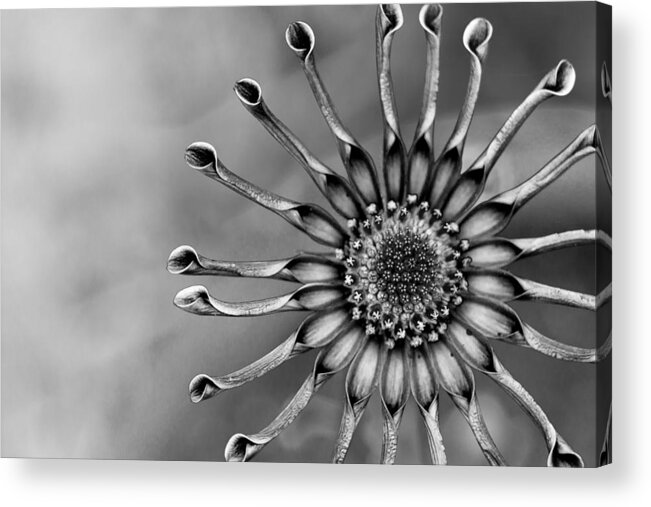Osteospermum Acrylic Print featuring the photograph Mono Spoon Osteospermum by Shawn Jeffries