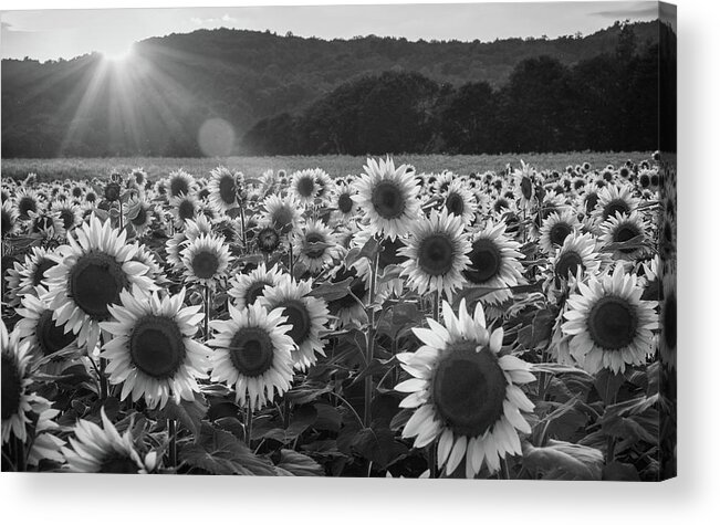 Donaldson Farms Acrylic Print featuring the photograph Monochrome Sunflowers by Kristopher Schoenleber