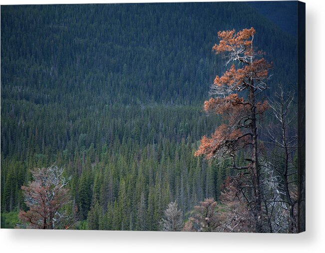 Trees Acrylic Print featuring the photograph Montana Tree Line by David Chasey