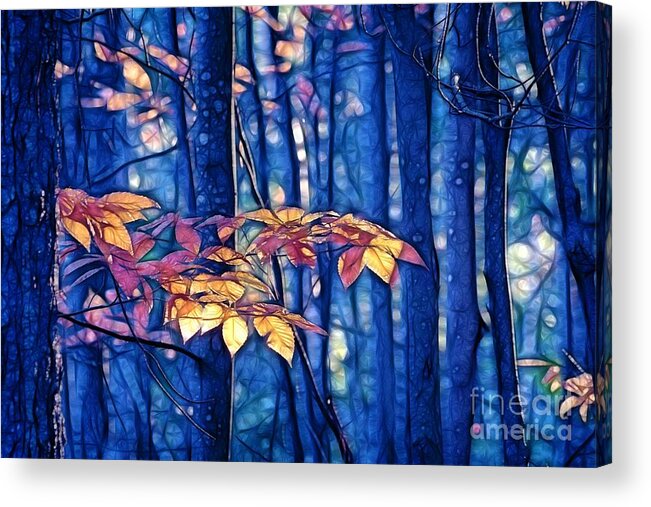 Blue Acrylic Print featuring the photograph Moody Woods by Aimelle Ml