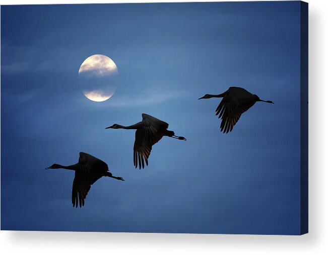 Sandhill Crane Acrylic Print featuring the photograph Moonlit Flight by Susan Rissi Tregoning