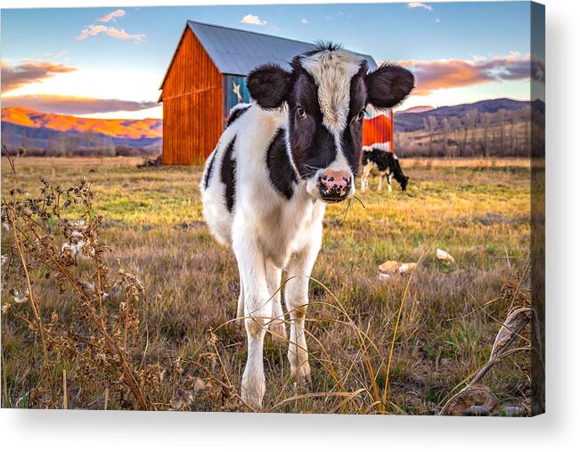 Cow Acrylic Print featuring the photograph Mooove it by Ryan Smith
