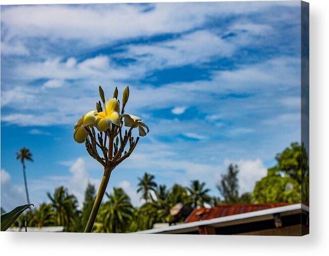 French Acrylic Print featuring the photograph More Flora by Martin Naugher
