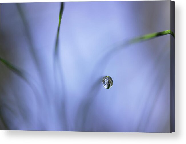 Pine Needles Acrylic Print featuring the photograph Morning Among The Pine by Mike Eingle