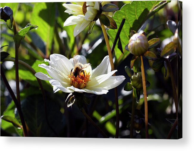 Nature Acrylic Print featuring the photograph Morning bee by Helga Novelli
