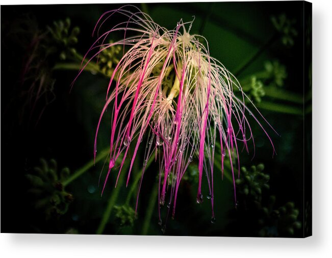 Flower Acrylic Print featuring the photograph Morning Dew by Allin Sorenson