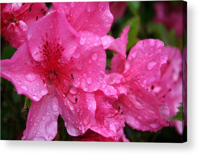 Azaleas Acrylic Print featuring the photograph Morning Dew by Mary Gaines