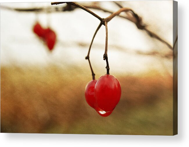 Crabapples Acrylic Print featuring the photograph Morning Dew on Crabapples by Shawna Rowe