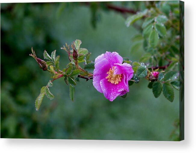 Rose; Floral; Blossoms; Bloom; Roses; Pink Rose; Pink Flowers; Flower; Morning Dew; Water Drops; Moisture; Acrylic Print featuring the photograph Morning Dew on Pink Rose by E Faithe Lester