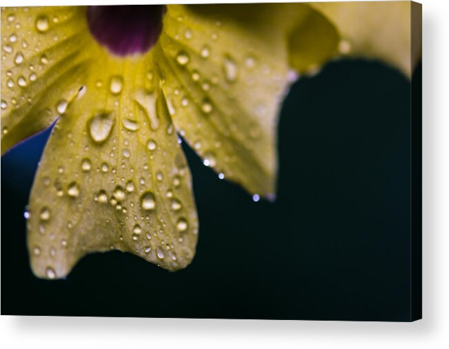 Flower Acrylic Print featuring the photograph Morning Dew by Robert McKay Jones