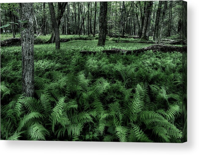 Fern Acrylic Print featuring the photograph Morning Fern by Mike Eingle