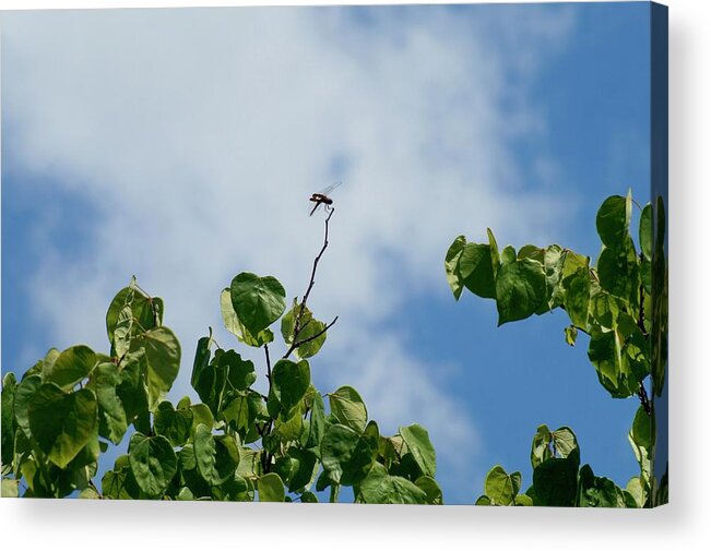 Clouds Acrylic Print featuring the photograph Morning Flight by Linda Cupps