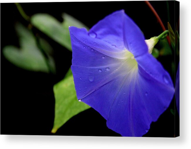 Blue Morning Glory Acrylic Print featuring the photograph Morning Glories 2 by Jonathan Harper
