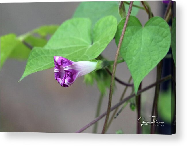 Morning Glory Acrylic Print featuring the photograph Morning Glory Opening by Jackson Pearson
