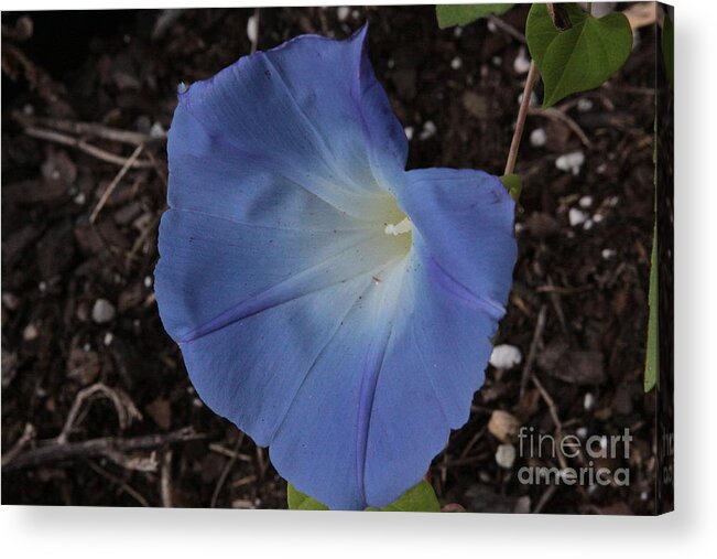 Morning Glory Acrylic Print featuring the photograph Morning Glory by Robin Pedrero
