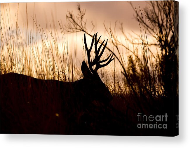 Mule Deer Acrylic Print featuring the photograph Morning Glow by Douglas Kikendall