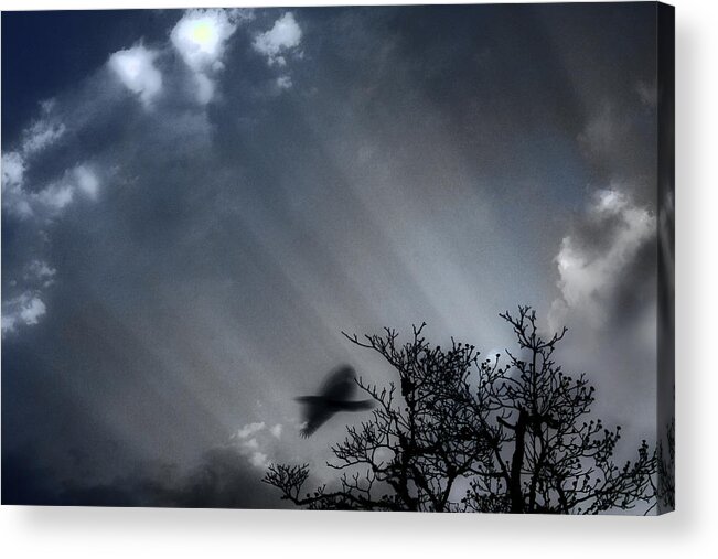 Morning Acrylic Print featuring the photograph Morning by Gray Artus