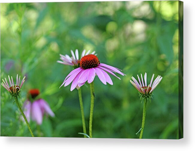 Purple Coneflowers Acrylic Print featuring the photograph Morning Light Coneflowers by Debbie Oppermann