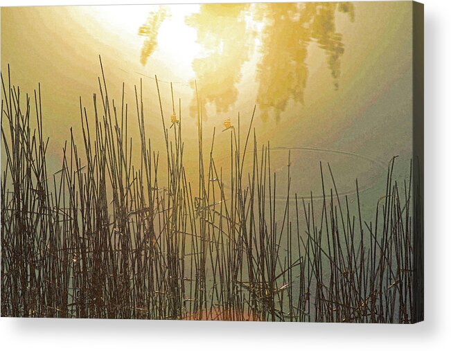 Sunrise Acrylic Print featuring the photograph Morning Light by Rochelle Berman