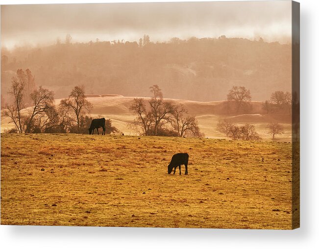 Sunrise In Foggy Pasture Acrylic Print featuring the photograph Morning Pasture by Frank Wilson