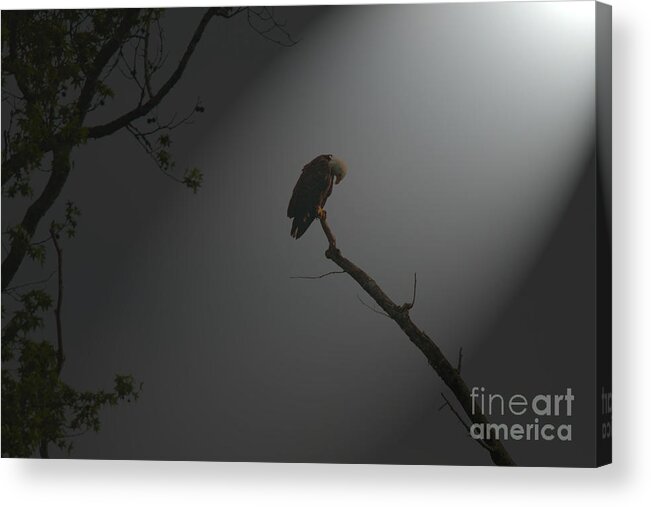 Eagle Acrylic Print featuring the photograph Morning Prayer by Geraldine DeBoer