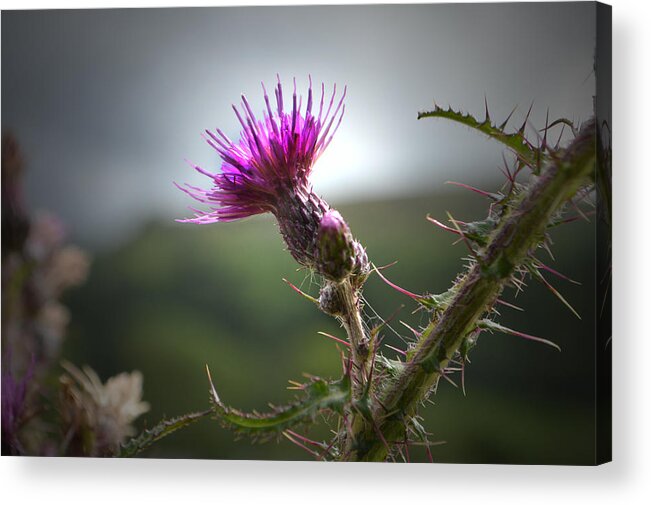Thistle Acrylic Print featuring the photograph Morning Purple Thistle. by Terence Davis